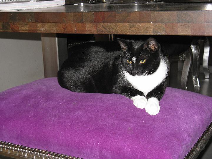 Spike & Zoey 30 oktober 2008 (1).JPG